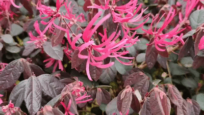 红花.gif