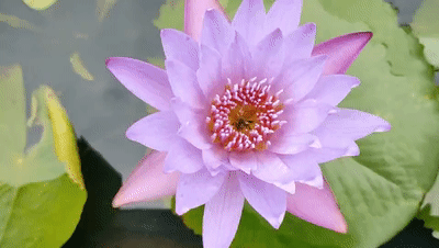 荷花啊.gif